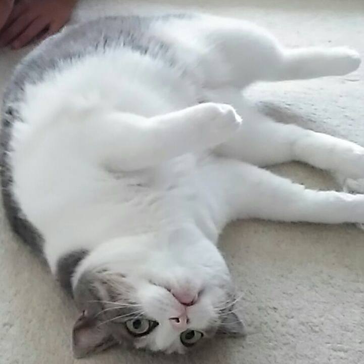 721ec780 c7bc 420b aed7 d9586a1bfe0f