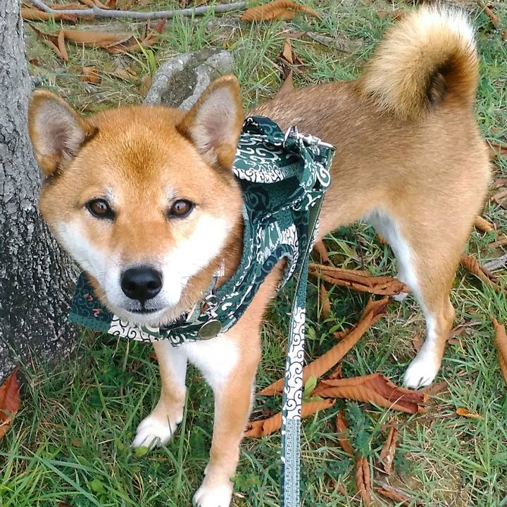 72266fcd 9387 4017 a217 6a31bbdf2958