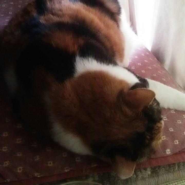 723259ea 7555 447f 96c5 a7681c8edf9b