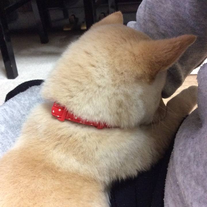 7232651c b913 4891 93b4 64b733b051c5