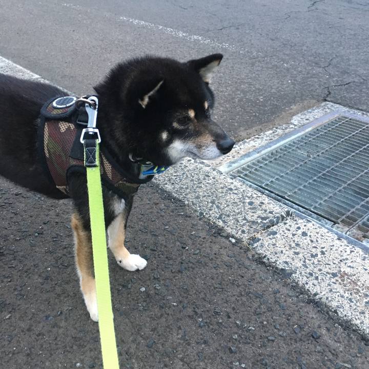 72329261 b746 43d9 9c9f 0b3d1f9ecdc6