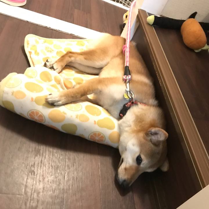 7235dd50 6462 4629 8a41 fd939eb0aef4