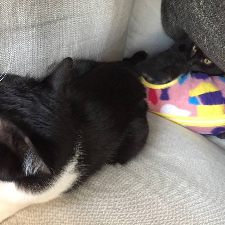 723a4f4a d07c 4b26 8388 47788fb7cbc0