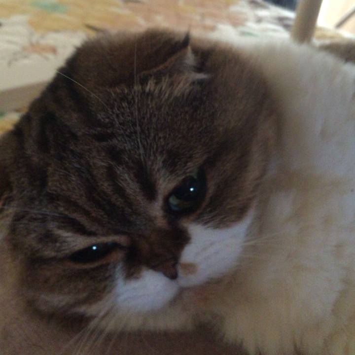 723c9584 c686 4fde a2cb 1cedaafd51c5