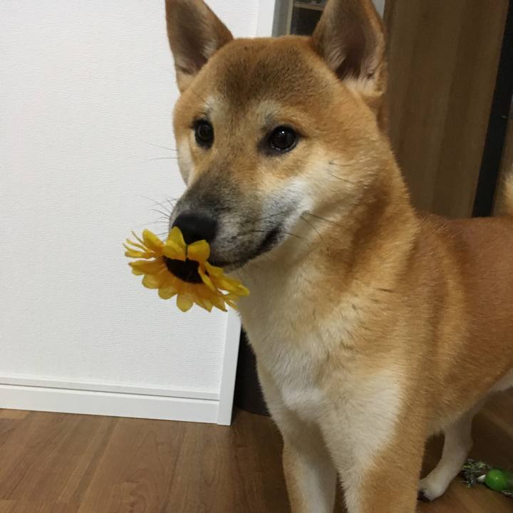 72416346 f327 47a3 973c 70b4df4255b4