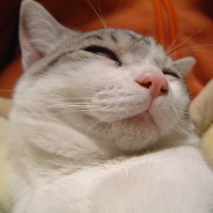 726c4788 84c4 4fc5 9316 d2756bfb670d