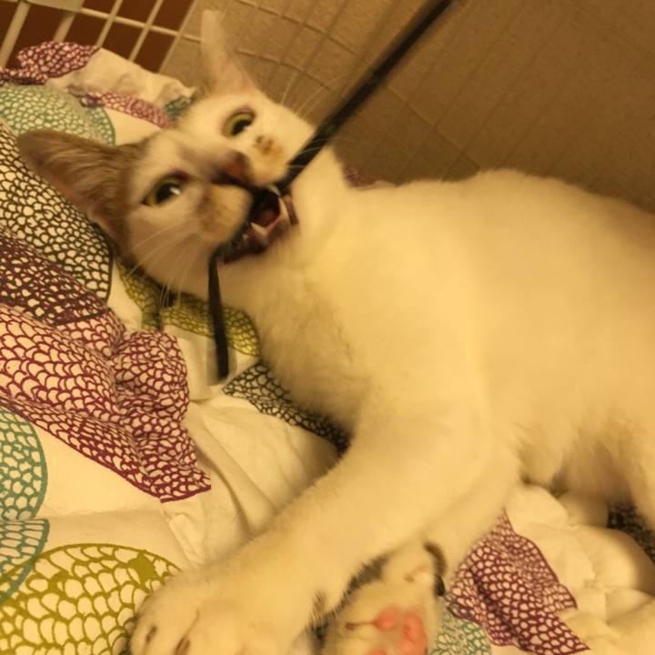 726ead5f 10cf 425b a5a5 cab607ef95f1