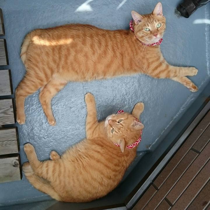 72713a75 3d32 482b b057 7270967e57a2