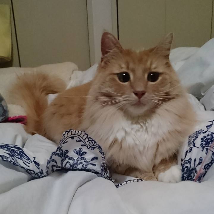 7273a28c 87dd 4b98 8e98 14ab2a184518