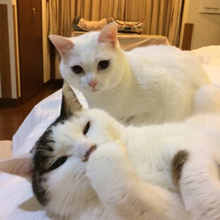 7275b473 7836 443b b670 8780a7467053