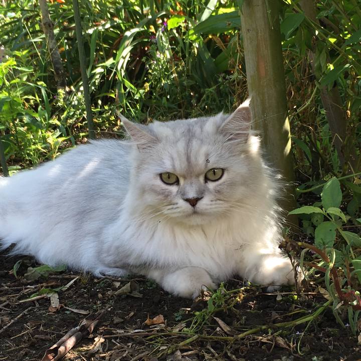 728137bf 57bf 4f18 94bd 7c36665a4273