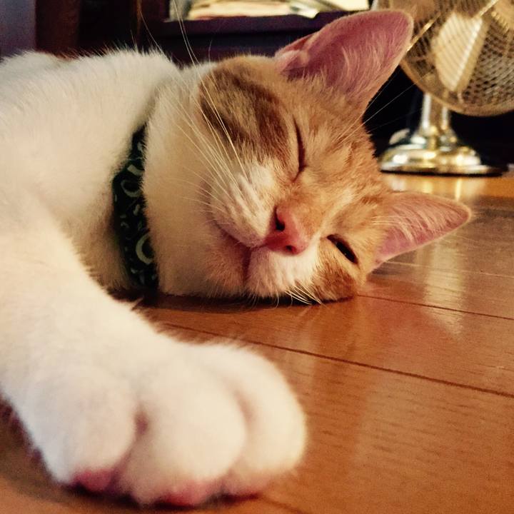 7289556d cf63 4cce bea3 a9749e7b1c0d