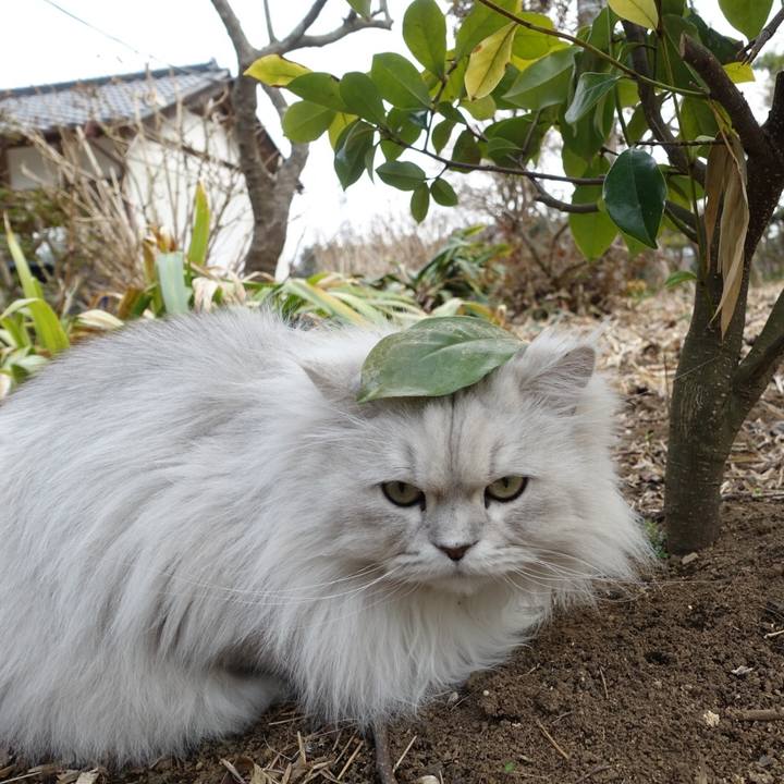 729682d6 bbd8 4b16 aec5 93ba9288f364