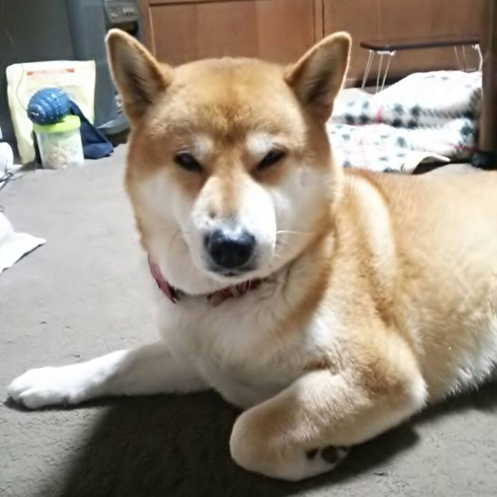 729dcd6b 904c 41ec b60f 23b93cdff52f