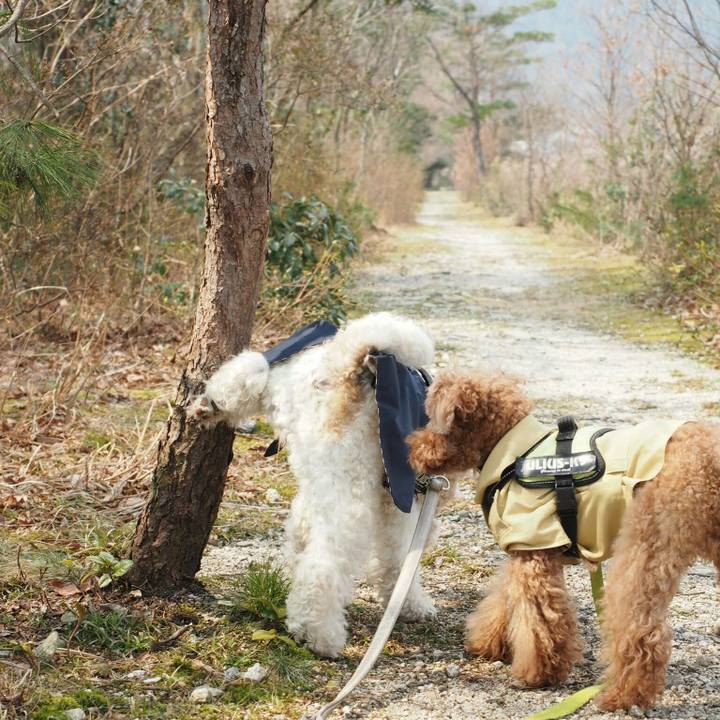 72aab95f 75a7 495c a496 abd4222891bb