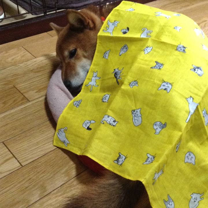 72aff4ce e042 4c63 a217 779c520c27bc