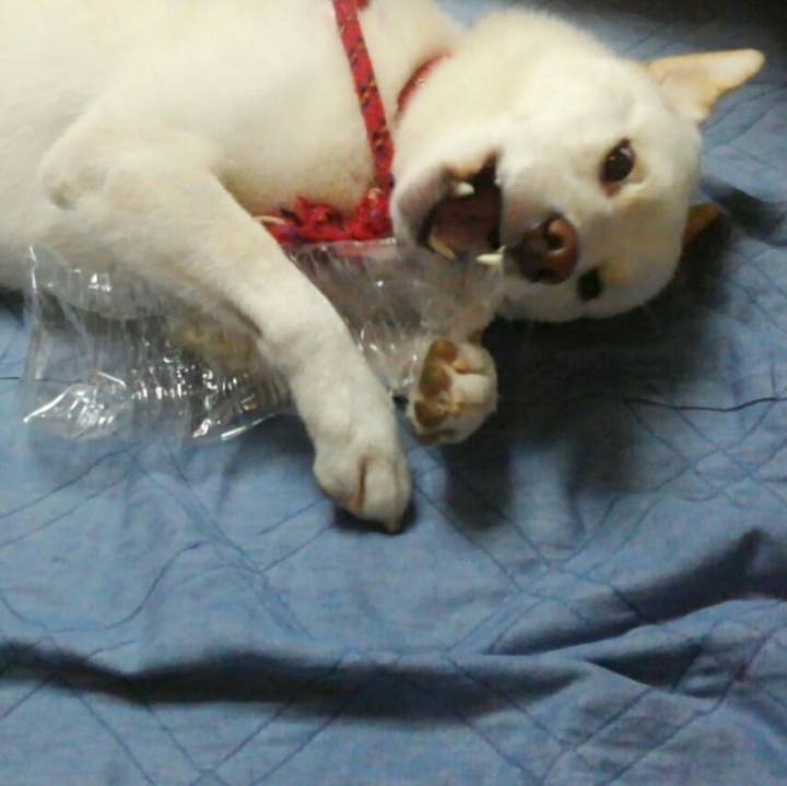 72ba8e74 7a37 4cac b7e0 701c05c0d379