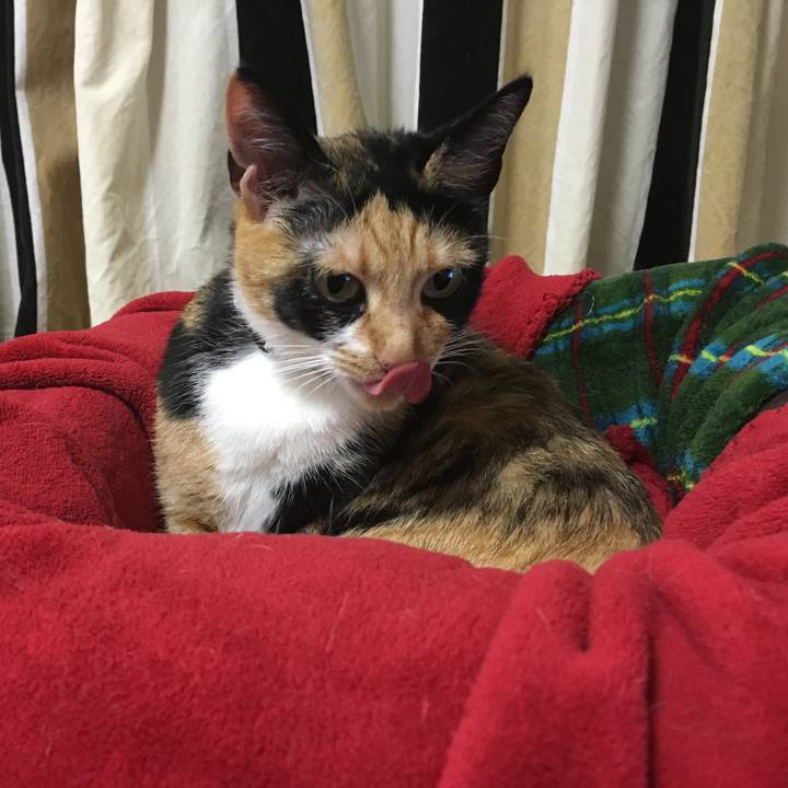 72c43780 48c6 47f5 879e 2c5a9dc81397