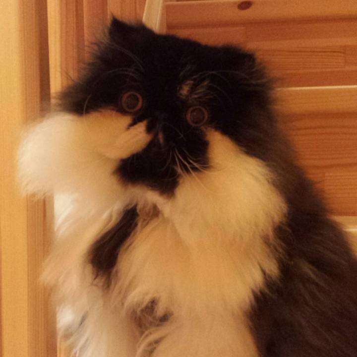 72c53bd5 a7f7 44cd 8b07 6b9f1d66f885