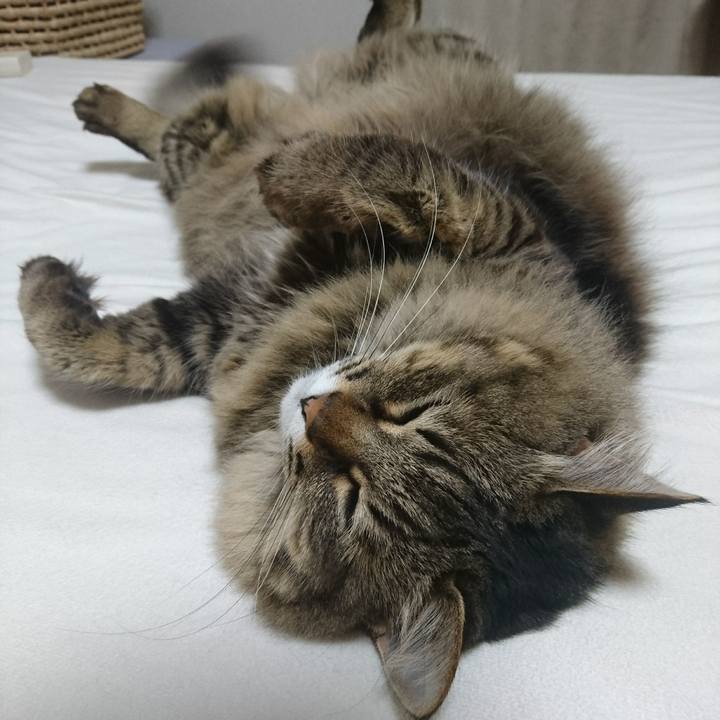 72c80de9 0bbe 45f6 8964 e19de7d71fb5