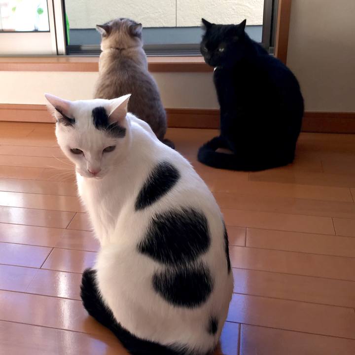 72d3540a 3931 4ed6 b7c2 203860eb1016