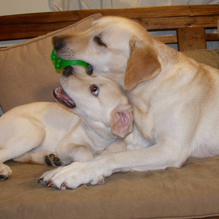 72dc9f5e eebc 433d a778 49bb6517ef77