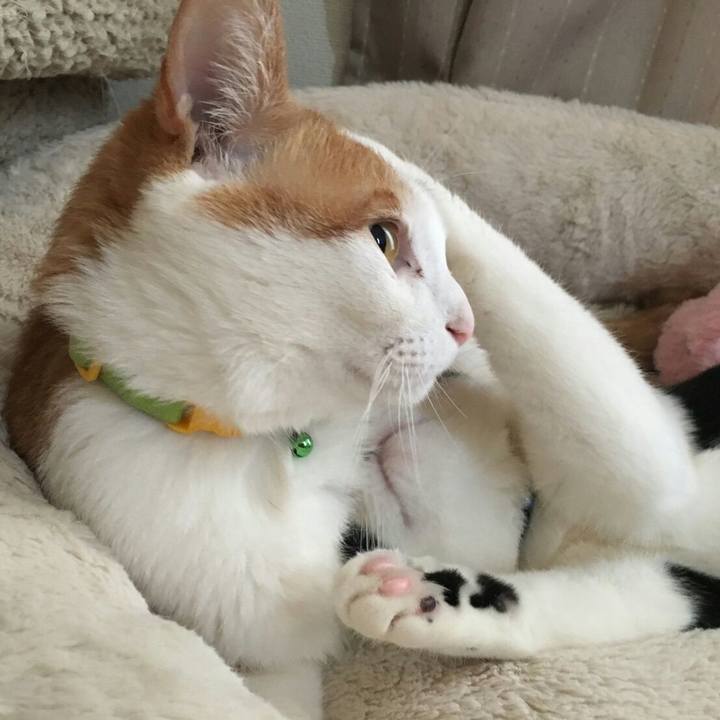 72e55145 21eb 480e 9e1f aef276f43cc2