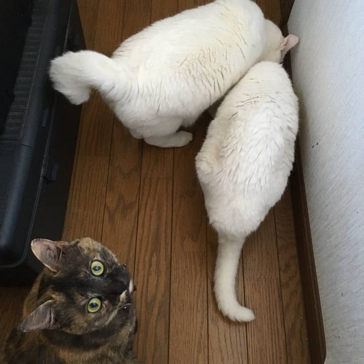 72ec41fa 7424 4c30 b579 02468cf35e8b