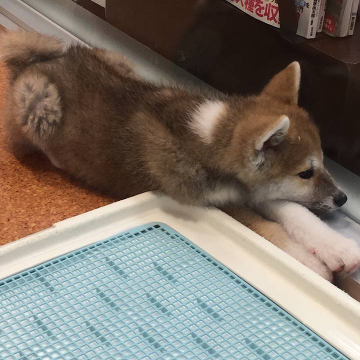 72ed7d65 4128 4230 8ba1 ec3f89c1a2da