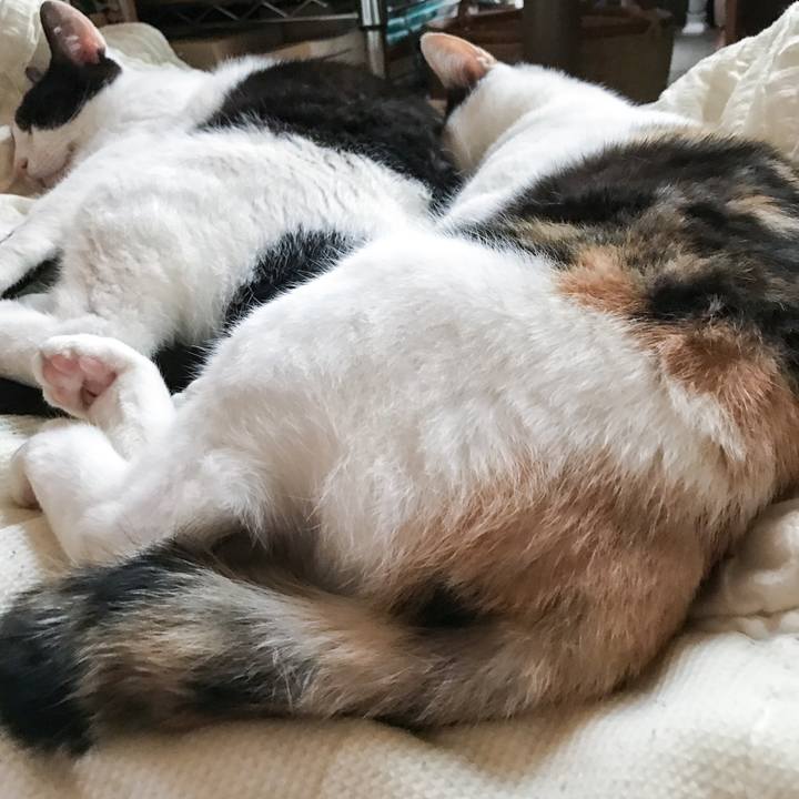 7300b693 74dd 4953 93e5 0d5c8a4c9e7d