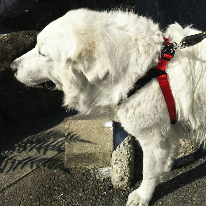 7303a0e0 044a 4abf b40d b8fcab37a0de