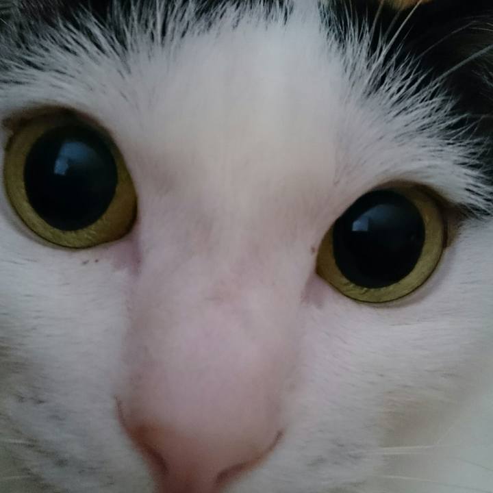 730a847a a2ac 454a 9667 ab4d9b24a747