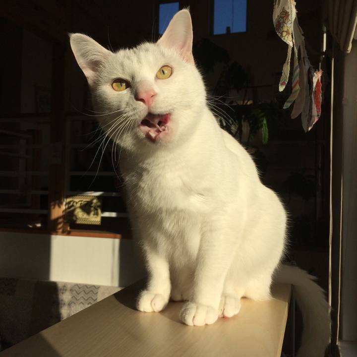 730c4196 6cb8 4680 96bf 5e362a98bafd