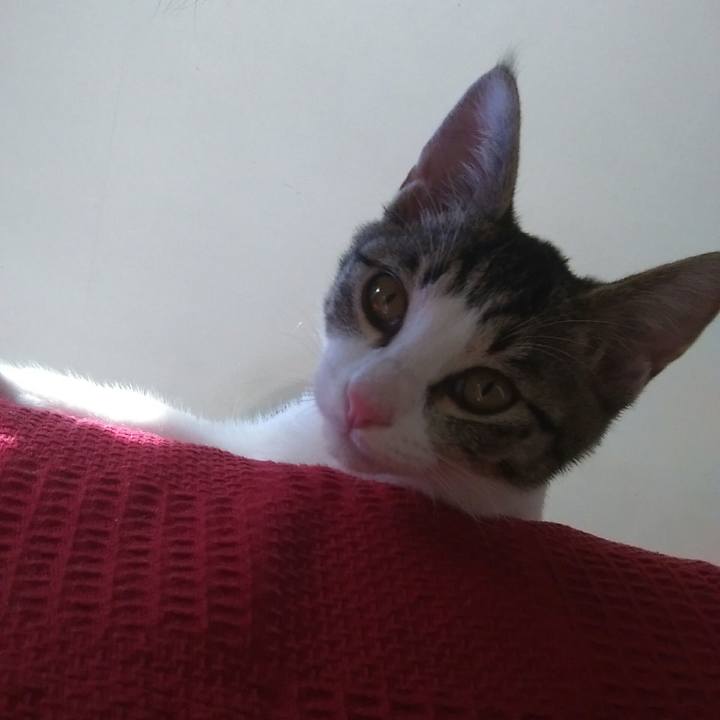 73297ab2 7425 47bc bf55 78ed153eb67a