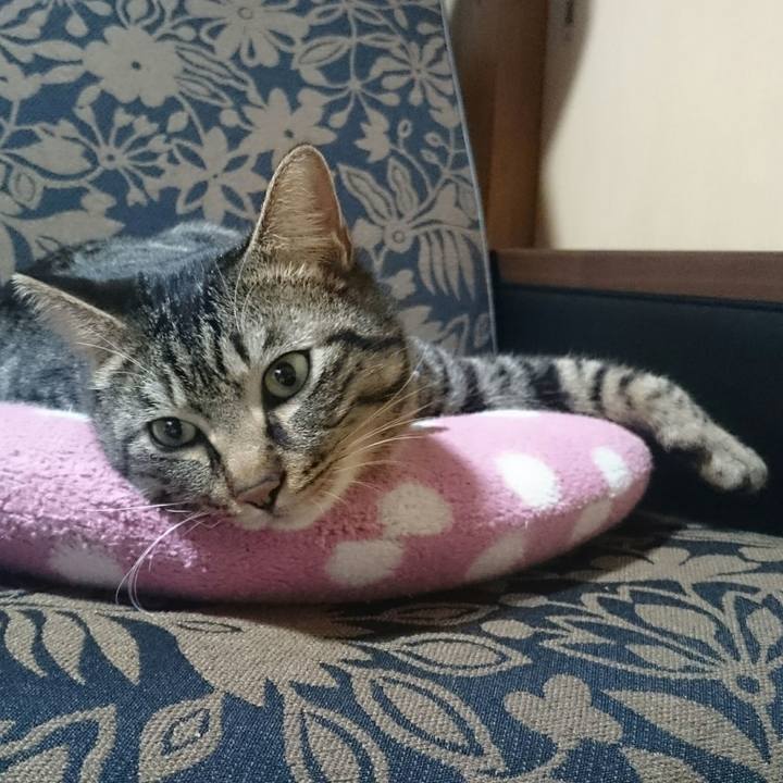 7329a2ef e5d1 4cd2 b9e0 633ac4ebc716