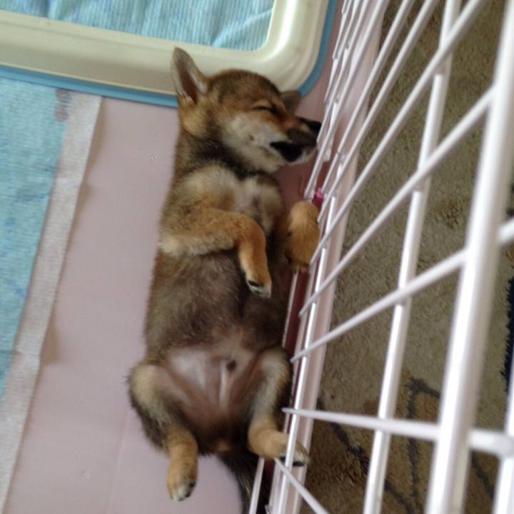 732bd5d9 1119 4c2e 8f14 ac7e16cc768b