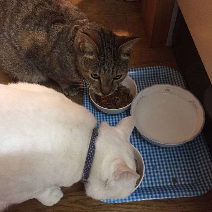 732d874b 4e8e 4ae4 8076 d16612768080