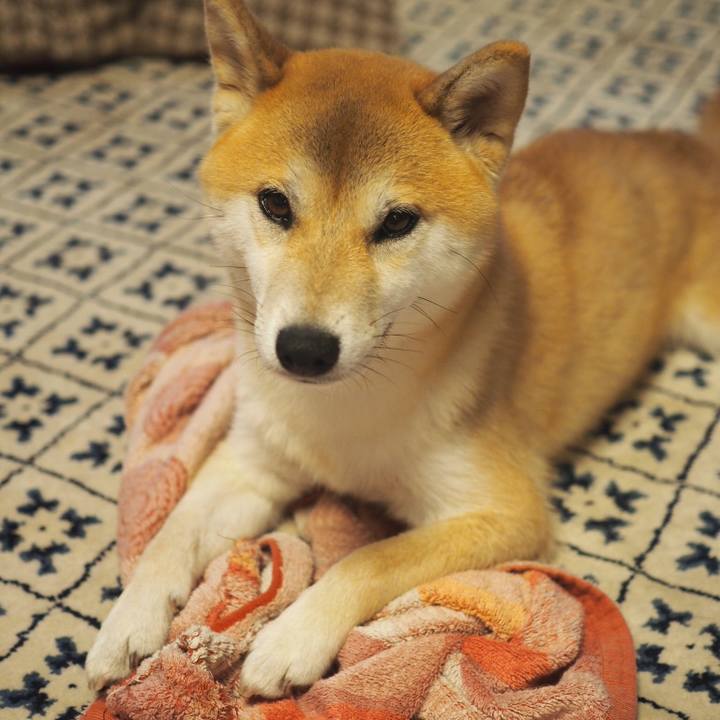 732facf9 2d46 46f6 b314 ea7ebd79efdf