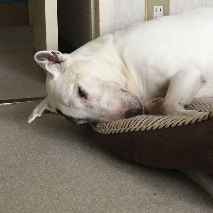 7336218a 842f 4e0c 8b21 4d42e0c00e41