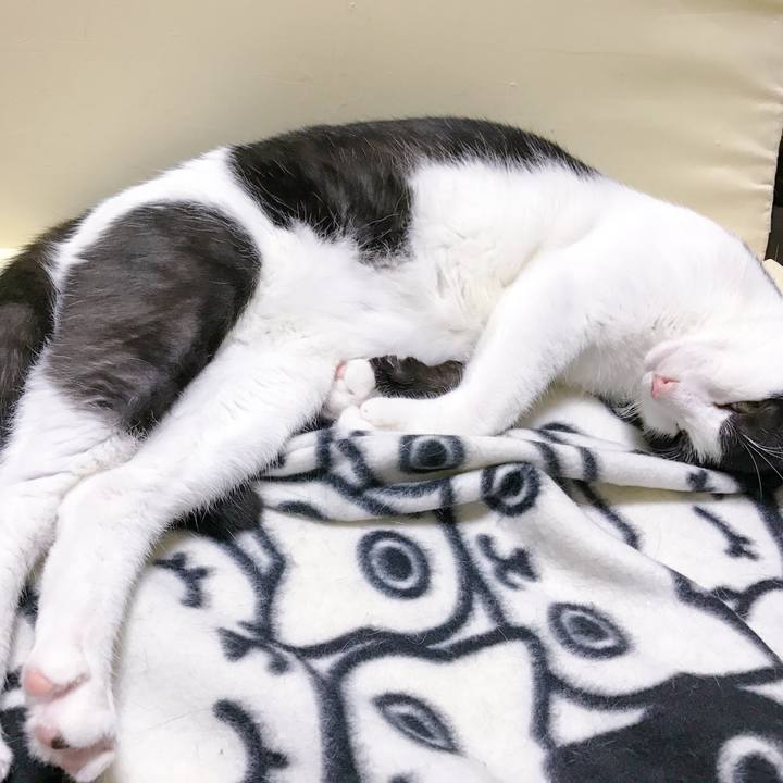 7336b6c3 d82b 4afd b093 6d896086ee29