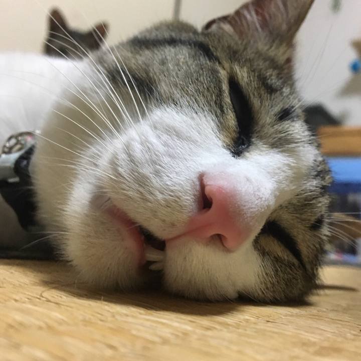 733b6f31 31c1 4a7e 9de2 1d584047e1d2