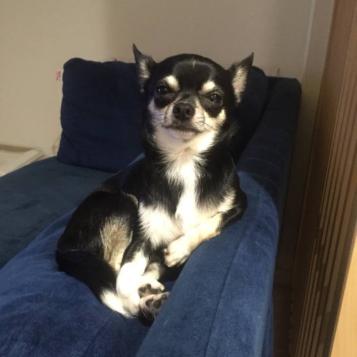 733dce02 affc 4214 b4a2 855102fa361b