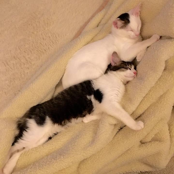 733deac3 597f 4816 9ef5 bbb9b48454ce