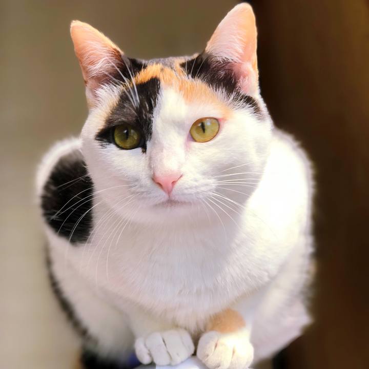 734cceba 8918 44b5 a825 1ffc9e74ed31