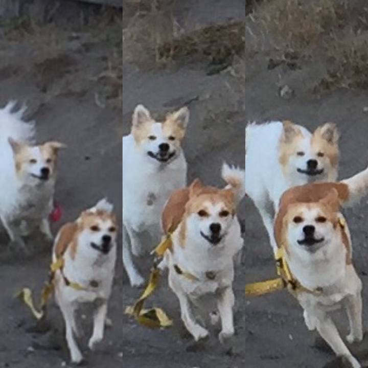 73508127 da90 4ba0 8f03 c96875e645a9