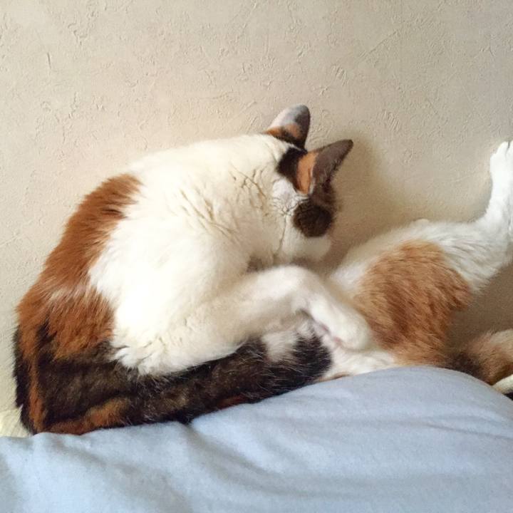 735832f5 c0ad 4ed8 bf69 a51701e3246c