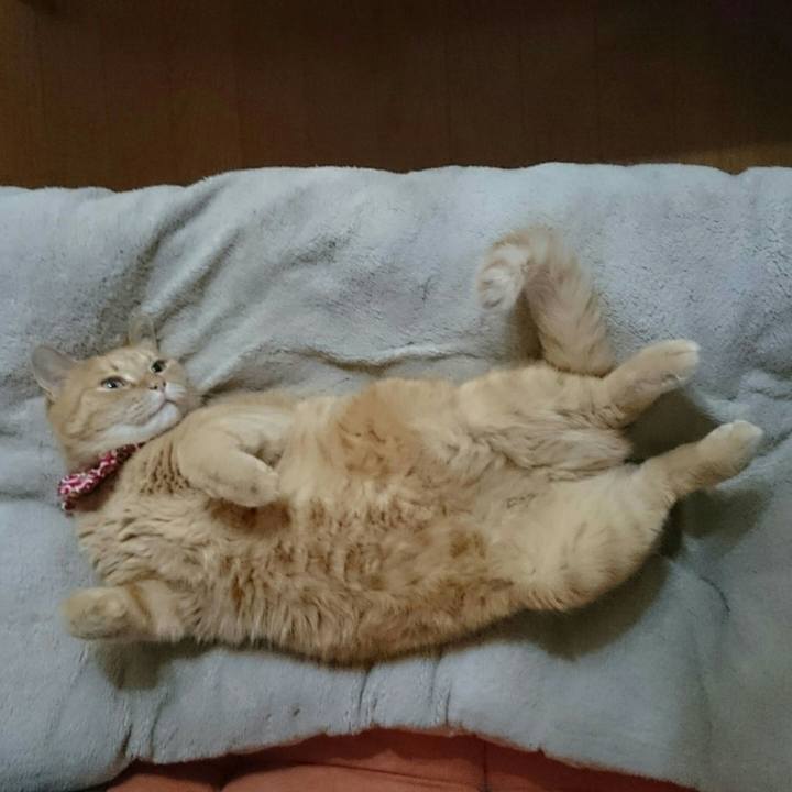 735d8f62 80cd 4f4c b4ef 9c6da6985140