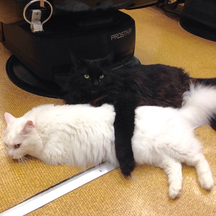 736004d3 ba37 418e bf41 f7ec922b46b7