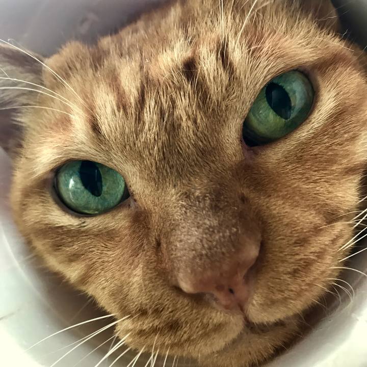 7363642d c74b 49da 9da9 a5a8673c2289