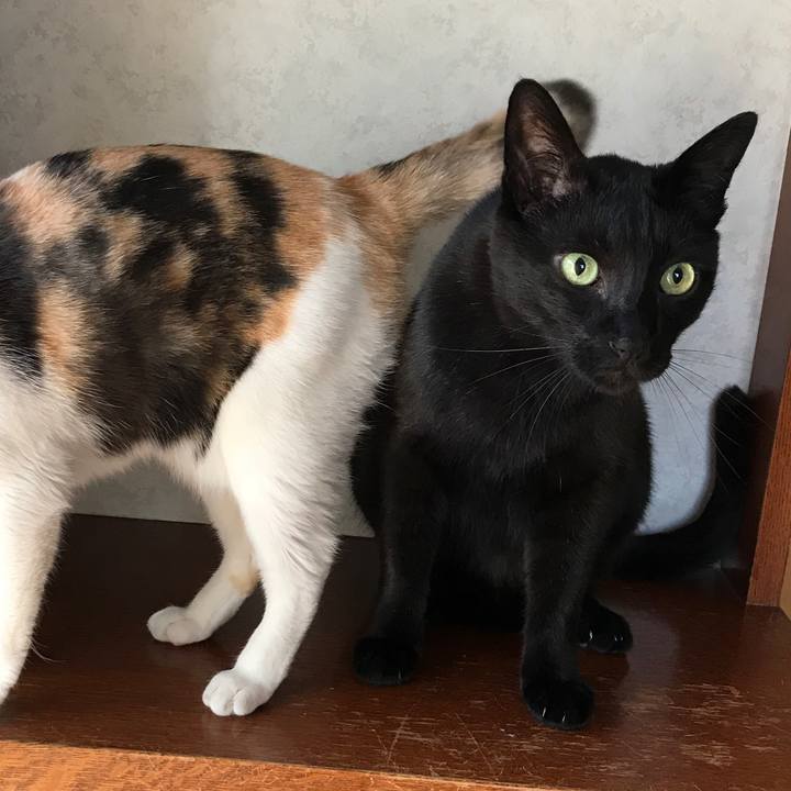 7369e453 e72e 49c3 9850 e929e214a8f7